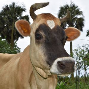 Meet your Posher, Dalecindy